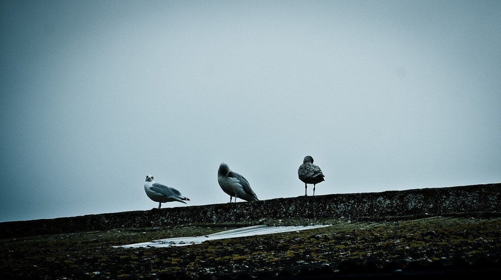 birds in the morning