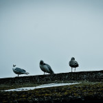 birds in the morning